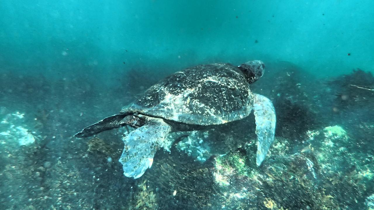 Floreana Lava Lodge Puerto Velasco Ibarra Kültér fotó